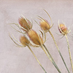 Teasels, Natural Amber Pink, Dried (Thistles) 60-70cm