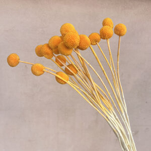 Craspedia, Light Orange, Dried (Billy Buttons) 55cm