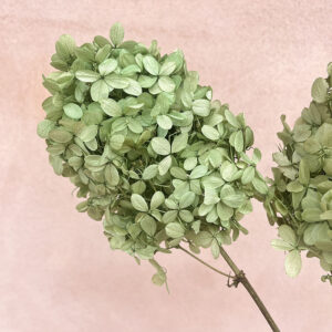 Hydrangea paniculata, Pale Green, Preserved, Earth Matters® (small to medium)