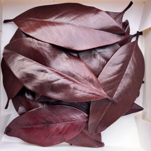 Magnolia Leaves, Burgundy Dark Red, Preserved, up to 20cm