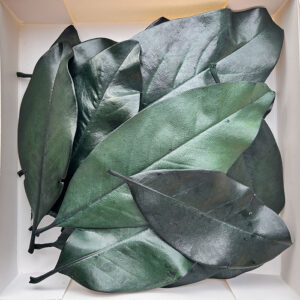 magnolia leaves, green, preserved, up to 20cm