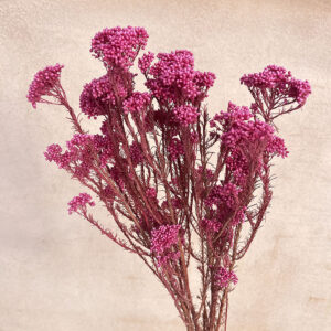 Rice Flower, Raspberry Pink, Preserved (Ozothamnus) 70cm