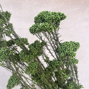 Rice Flower, Moss Green, Preserved (Ozothamnus) 70cm