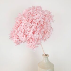 Hydrangea Annabelle, Preserved, Blush Pink, 50cm