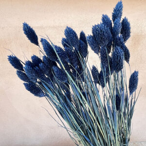 Phalaris, Dark Blue, Dried (Canary Grass) 100g 70cm