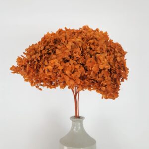 Hydrangea, Deep Orange, Preserved, 50cm