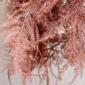 Cascading Lace Ferns, Cinnamon Brown, Dried (Asparagus setaceus) 45cm