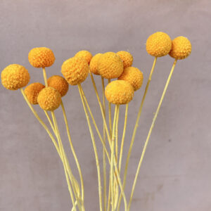 Craspedia, Pale Orange, Dried (Billy Buttons) 50cm