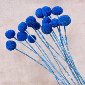 Craspedia, Blue, Dried (Billy Buttons) 55cm