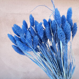 Phalaris, Blue, Dried (Canary Grass) 100g 70cm