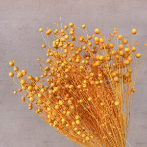 Bubble Flax, Sunglow Orange, Dried (Linum) 50cm