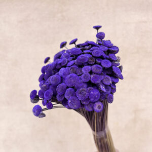 Botao Buttons, Deep Purple, Dried, 100g 45cm