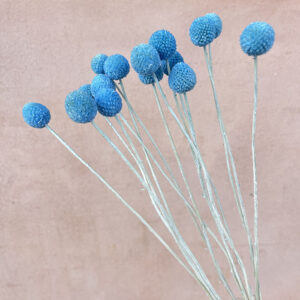 Craspedia, Light Blue, Dried (Billy Buttons) 55cm