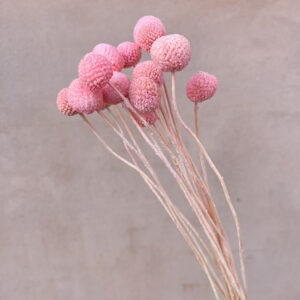 Craspedia, Bright Pink, Dried (Billy Buttons) 55cm