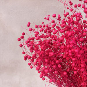 Bubble Flax, Cerise Pink, Dried (Linum) 50cm