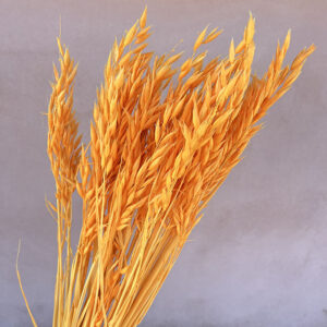 Oats Dried Bunch, Tangerine Orange (Avena) 70cm