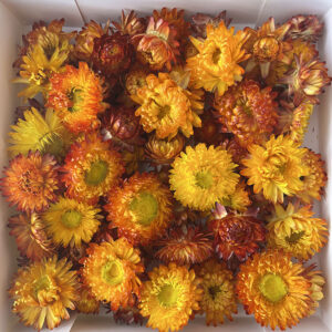 Helichrysum, Dried Flower Heads, Natural Orange to Yellow (Strawflowers)