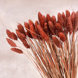 Phalaris, Deep Terracotta, Dried (Canary Grass) 100g 70cm