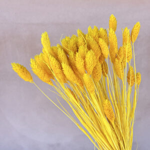 Phalaris, Yellow, Dried (Canary Grass) 100g 70cm