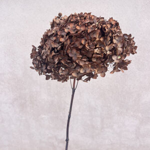 Hydrangea Annabelle, Preserved, Dark Brown, 50cm