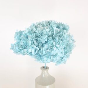 Hydrangea Annabelle, Light Blue, Preserved, 50cm