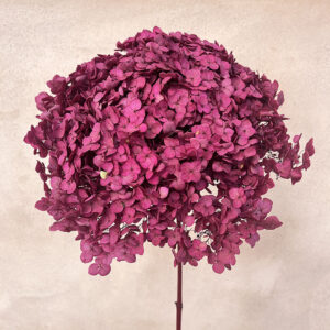 Hydrangea, Deep Pink, Preserved, 50cm