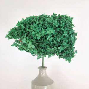 Hydrangea Annabelle, Green, Preserved, 50cm