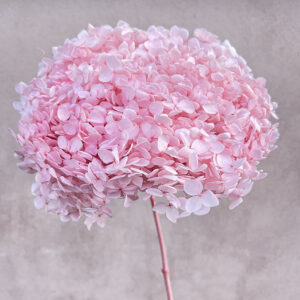 Hydrangea Annabelle, Preserved, Pale Pink, 50cm