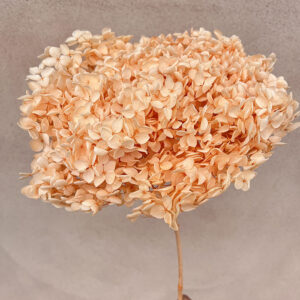 Hydrangea Annabelle, Pale Peach, Preserved, 50cm