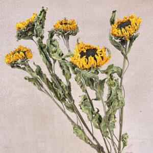 Sunflowers, Natural Golden Yellow, Dried, 5-6cm, 60cm
