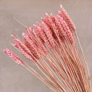 Wheat Dried Bunch, Blush Pink (Triticum) 100g 70cm