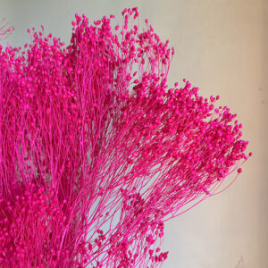 Broom Bloom, Cerise Pink, Dried, 50cm