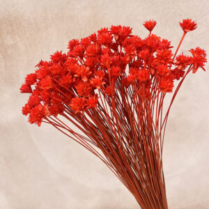 Hill Flower, Deep Orange, Dried, 100g 50cm