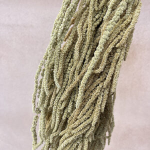 Amaranthus caudatus, Natural Pale Green, Dried (Cascading) up to 70cm