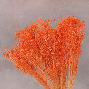 Broom Bloom, Bright Orange, Dried, 55cm