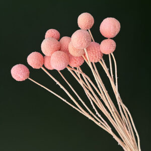 Craspedia, Pale Blush Pink, Dried (Billy Buttons) 50cm