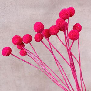 Craspedia, Cerise Pink, Dried (Billy Buttons) Medium, 50cm