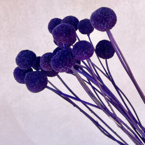 Craspedia, Violet Purple, Dried (Billy Buttons) Medium, 50cm
