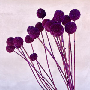 Craspedia, Deep Purple, Dried (Billy Buttons) Medium, 50cm