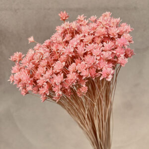 Hill Flower, Pale Pink, Dried, 100g 50cm