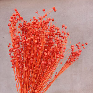 Bubble Flax, Orange, Dried (Linum) 60cm