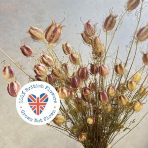 Nigella Damascena, Natural Striped Burgundy, Dried, 70cm