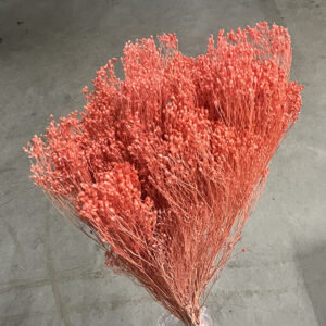 Broom Bloom, Salmon Pink, Dried, 50cm