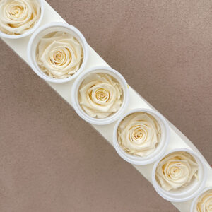 Roses, Ivory White, Preserved, x6 blooms, 6cm (Kiara®)