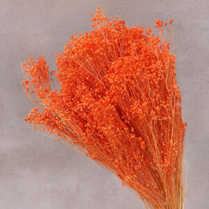 Broom Bloom, Orange, Dried, 55cm