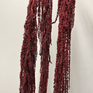 Amaranthus caudatus, Dark Red, Preserved (Cascading)