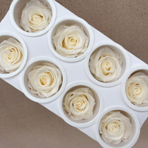 Roses, Ivory White, Preserved, x8 blooms, 5cm (Kiara®)