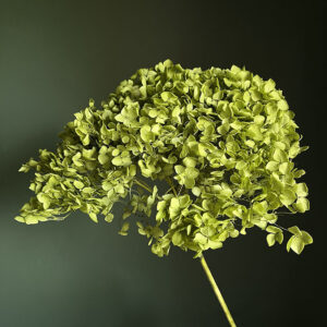 Hydrangea Annabelle, Preserved, Olive Green, 50cm