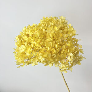 Hydrangea Annabelle, Preserved, Yellow, 50cm