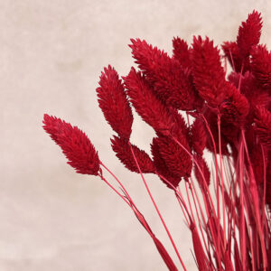 Phalaris, Deep Red, Dried (Canary Grass) 100g 70cm